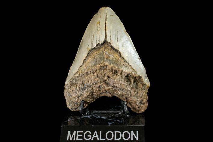 Bargain, Fossil Megalodon Tooth - North Carolina #158191